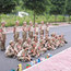 2024特戰(zhàn)少年魔訓(xùn)15天軍事夏令營（柳州）