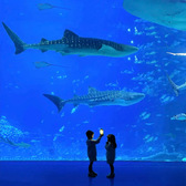 【港珠澳深獨立】6天大灣區(qū)總動員夏令營|四城穿越港珠澳深+頂級名校+雙樂園暢玩