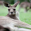 2020澳洲3线—澳洲悉尼自然探索之旅（寄宿家庭）