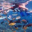 6天“未來領(lǐng)袖·沖浪潛水”夏令營
