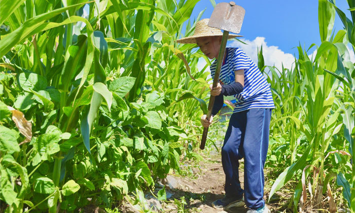 挖土豆（山區(qū)變形記）
