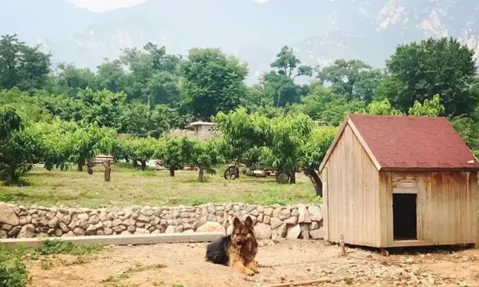 狗狗与房间-树屋营