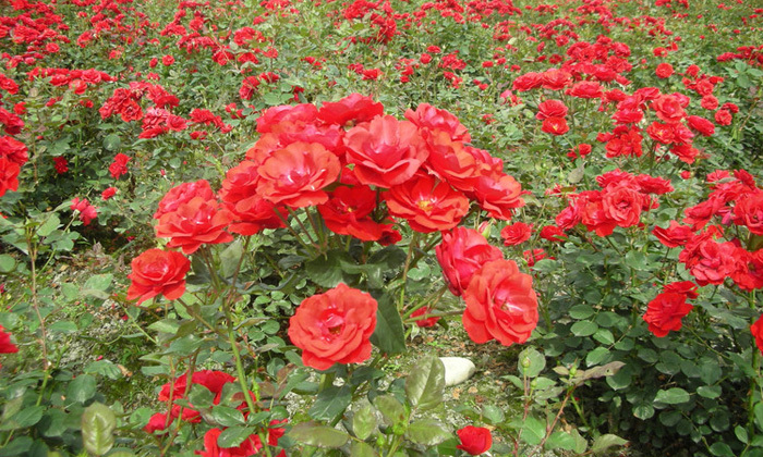 玫瑰园