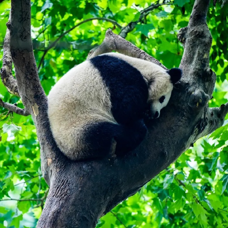 6天蜀都火箭探索营|火箭实地观礼探秘+走访三星堆熊猫古堰+邛海湿地观鸟科考