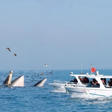 【北海亲子】6天北海涠洲岛观鲸冬令营|快艇出海寻鲸+火山熔岩地质科考+岛民体验