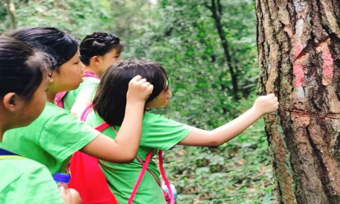 森林-觀察樹木植物