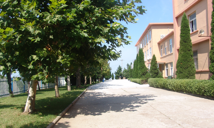 绿树成荫的营地