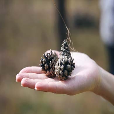 7天“林海鹿缘”研学夏令营|探草木生+寻生灵栖居+航空科普