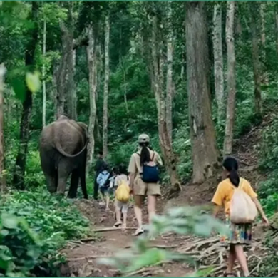 【西双版纳独立】6天趣玩版纳奇幻之旅冬令营|守护亚洲象+雨林探秘+夜游植物园