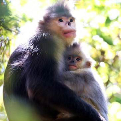 滇金丝猴守护行动——香格里拉白马雪山自然保护与科考体验冬令营