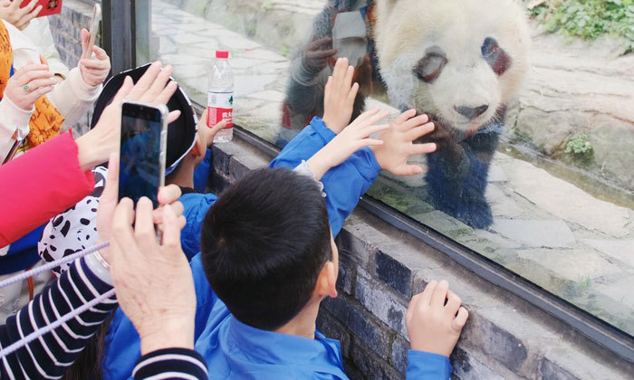 和熊猫互动