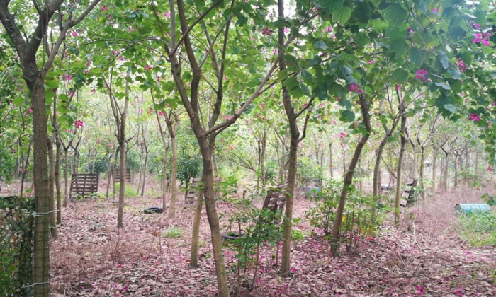 營地的美麗景色