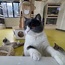 1日仓鼠迷宫历险记+猫咪王国奇遇|12种名贵猫咪+撸猫+非遗+露营
