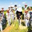 1日秋收研学营|割稻打谷+稻草DIY+乐园畅玩