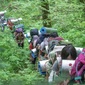 7天神农架原始森林探险营｜密林负重徒步+荒野野炊露营+原始山林历练