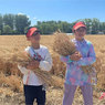 【亲子】1天小麦收割+农作换面粉+积累志愿工时|金黄丰收梦周末营
