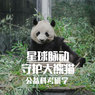 【成都独立】6天守护大熊猫—科考公益研学夏令营
