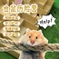1日仓鼠历险记【泰州】|探索仓鼠的奥秘+设计迷宫图+搭建仓鼠迷宫装置