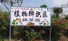 蔬菜园-重庆