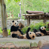 【成都独立】5天探秘川蜀·九寨寻踪研学夏令营|寻踪成都+多彩九寨+熊猫乐园