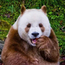 亲子游学|秦岭之夏，邂逅棕色熊猫