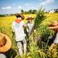 1日秋收研学营|割稻打谷+稻草DIY+乐园畅玩