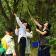 1日苏州户外研学营|寻蜂西山岛+寻味板栗山林+邂逅秋日栗甜