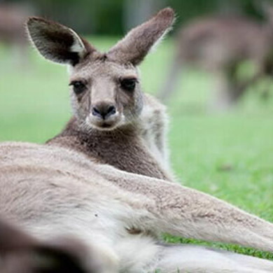 澳大利亚1线—澳洲悉尼文化自然探索夏令营（寄宿家庭）北京出发3周
