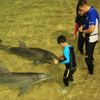 2020【趣味探索系列】澳洲海豚岛自然探秘11天亲子主题营