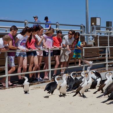 2020澳洲1线—澳大利亚海洋生态主题学习+亲子互动成长感悟10日游学营
