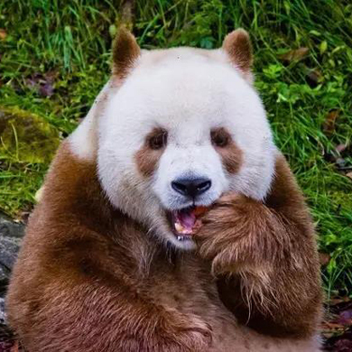 亲子游学|秦岭之夏，邂逅棕色熊猫