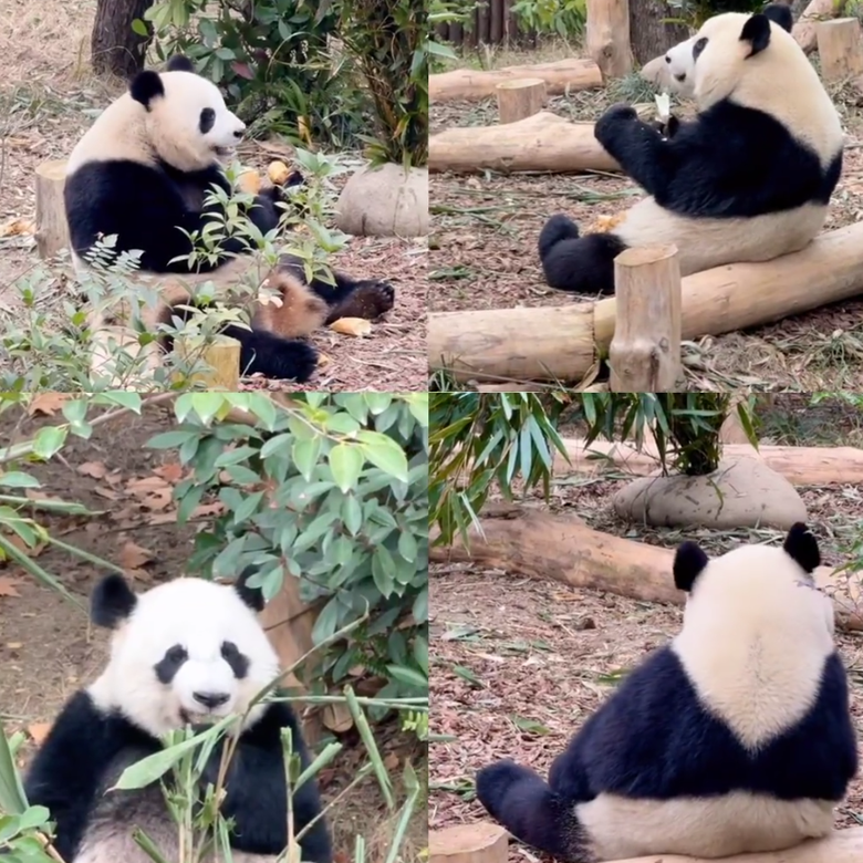 5天成都熊猫蜀游记研学夏令营丨国宝守护+川菜文化+非遗手工