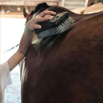 14天马术夏令营|骑士精神+马匹养护+专业的马术授课